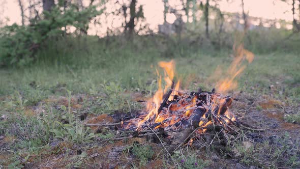 Fire Burning in the Woods at Sunset. Camp in a Forest Clearing