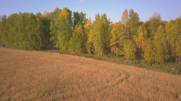 Flying Above a Beautiful Birch Grove in Autumn. Yellow Birch in the Ravine. Aerial View