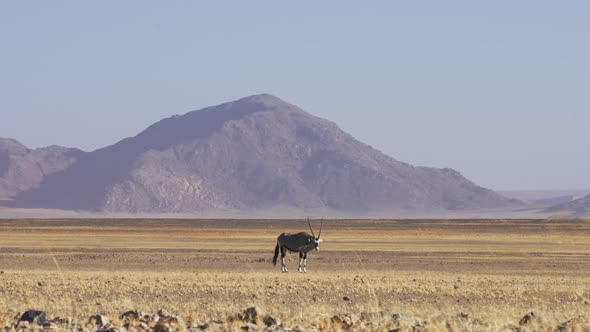 Long Shot Of Gemsbok In The Dry Desert Of Sossusvlei With Mountain In The Background, Namibia. alt
