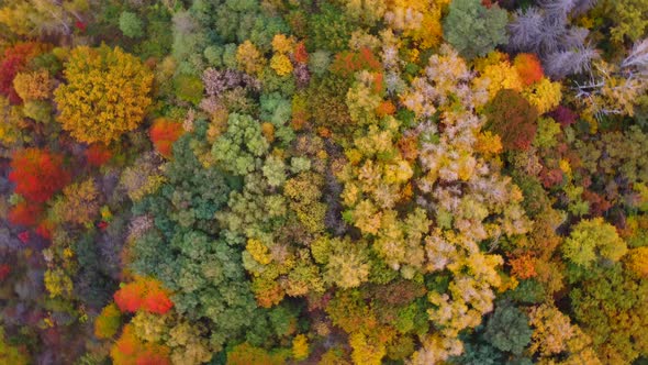 Autumn Nature Forest Landscape