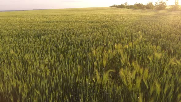 Aerial of the Sunny Green Wheat Field with Waving Spikelets at Golden Sunset 
