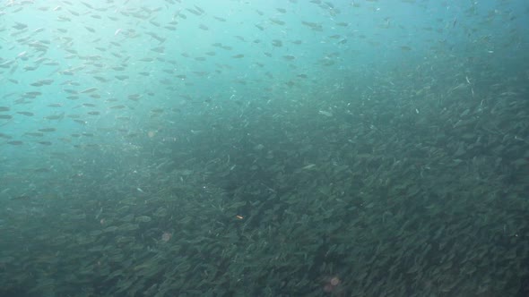 Sardines on Blue Water alt