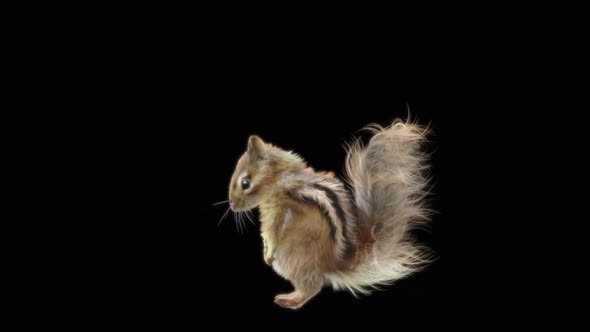 68 Chipmunk Dancing HD alt