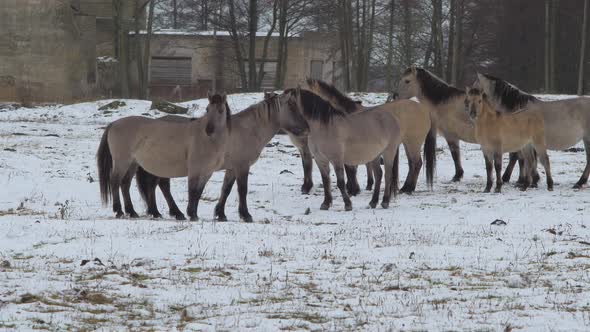 Group of wild horses (Konik Polski) looking standing in snow covered field in cloudy winter day, old alt
