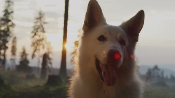 Close up view of a dog alt