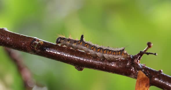 Yellow Tail Moth Euproctis Similis Caterpillar Goldtail or Swan Moth Sphrageidus Similis alt