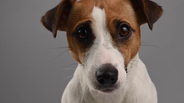 Closeup Portrait of Unhappy Jack Russell Terrier Dog on White ...