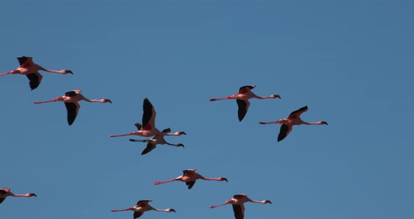 Lesser Flamingo, phoenicopterus minor, Group in Flight, Colony at Bogoria Lake in Kenya alt