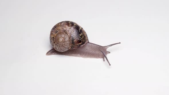 Macro Video Shot of Snail with Shell Sinks on White Background alt