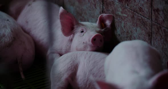 Pigs at Livestock Farm Pork Production Piglet Breeding alt