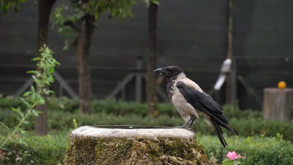 Two hooded crows on the drinking fountain alt