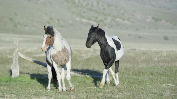 Two will horses standing then start running alt