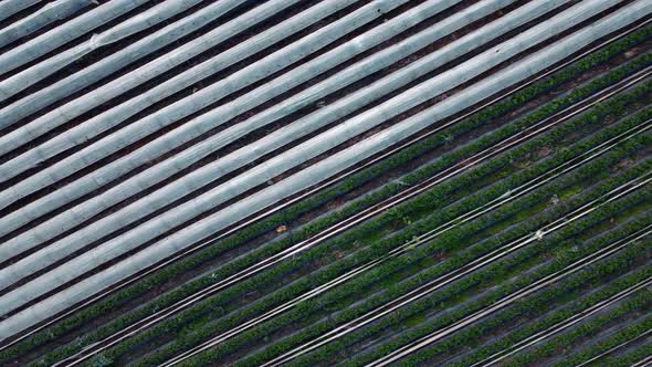 Drone Flying Over a Large Glasshouse or Plantation with Natural Strawberry alt