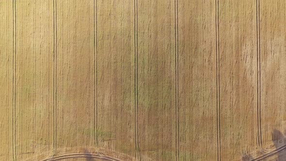 Aerial Video Flying Over Yellow Grain Wheat Field