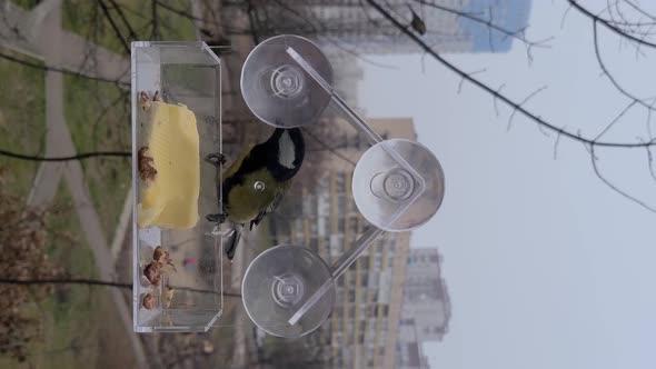 Small Bird Great Tit Eats Walnut From a Feeder on the Window alt