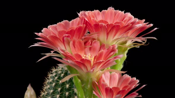 Red Colorful Flower Timelapse of Blooming Cactus Opening