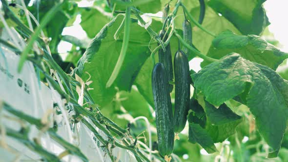 Green Leaves and Long Cucumbers Hanging in Them alt