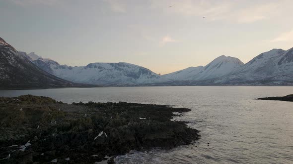 Seagulls Flying With Eurasian Oystercatchers Nesting On Rugged Island In Tromvik, Kvaloya, Norway At alt