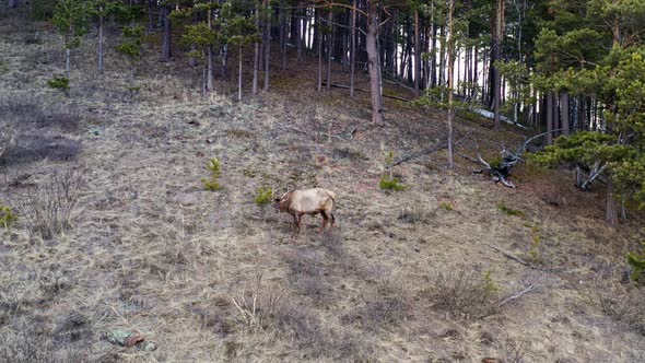 Aerial View of a Wild Deer Grazing in a Forest Meadow