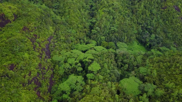Flying Above Tropical Forest