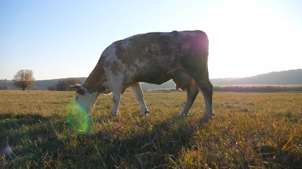 Cow with Big Horns Eating Fresh Green Grass at Lawn or Field. Cattle Grazing on Pasture. Beautiful alt