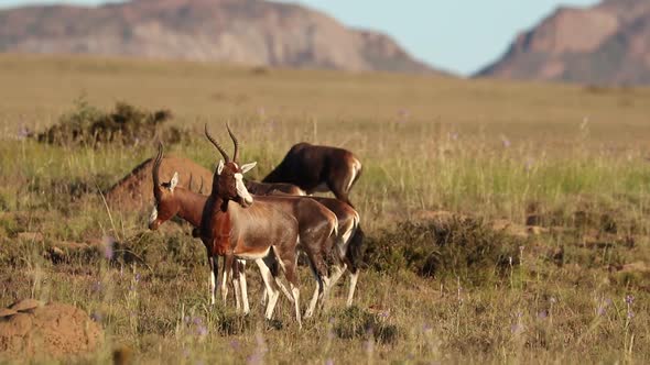 Blesbok Antelopes In Grassland alt