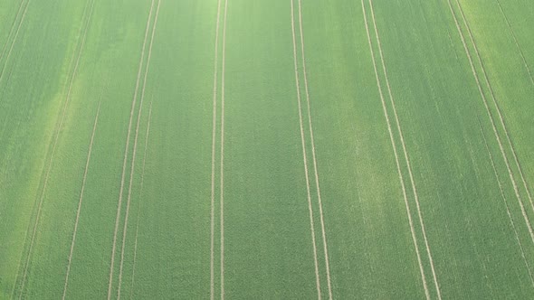 Tracks in the wheat field after spraying 4K drone video alt