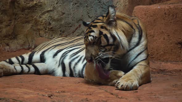 a Siberian tiger resting and relaxing alt