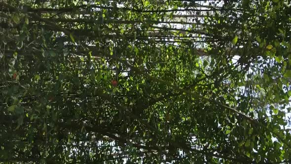 Vertical Video of a Summer Beautiful Forest in the Afternoon alt
