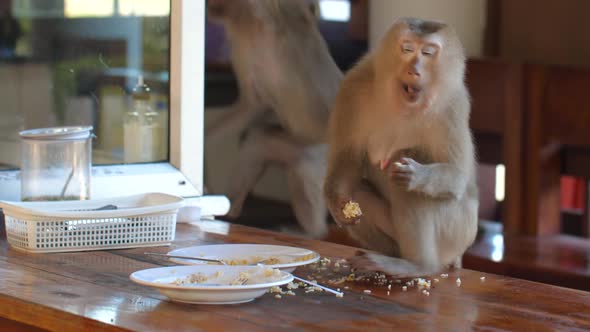 Hungry Wild Monkey Stealing Rice and Piece of Human Food in Street Cafe in Thailand alt