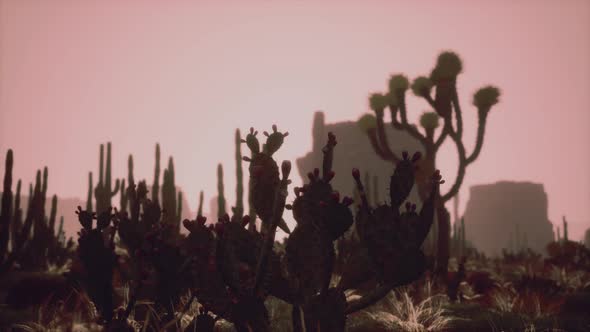 Sunlight Ray Shooting Across the Desert Sky at Sunset alt