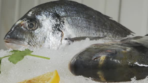 Fresh Dorado on a Fish Market Showcase Lie on the Snow with Greens and Lemon