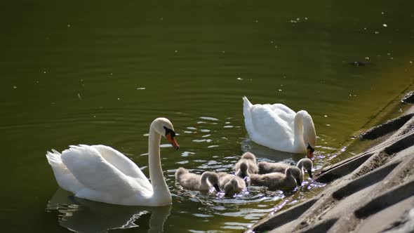 Two white swans and five Chicks swim in the city pond. people feed them bread.