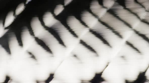 Cinematic Abstract Motion Background (No CGI used) 1108 alt