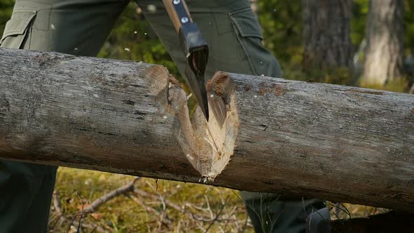 Woodcutter Cuts The Tree With An Ax. Wood Sawdust Fly To The Sides
