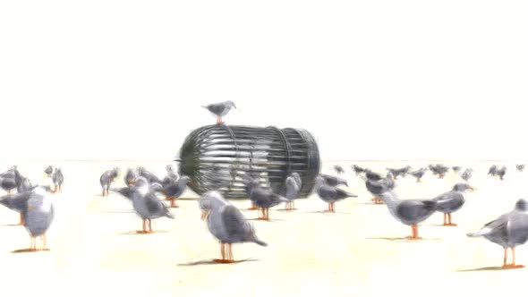 Free Seagulls Stop Motion