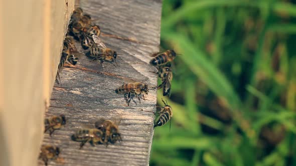 Bees take off for work from a beehive and come back with nectar