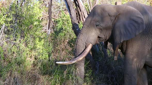 Close-up African elephant chewing on grass while feeding in the wild alt
