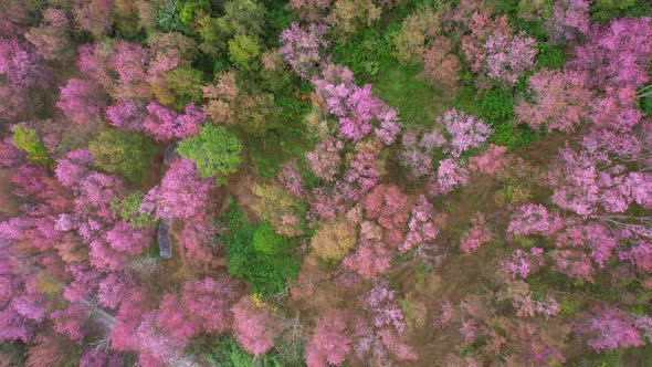 Prunus cerasoides bloom in tropical forests in northern Thailand alt