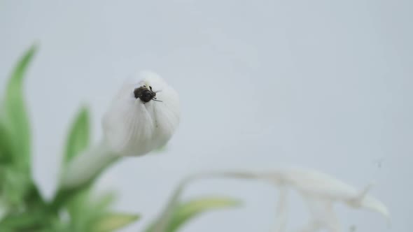 Bee Gets Out of the Flower in Slowmotion alt