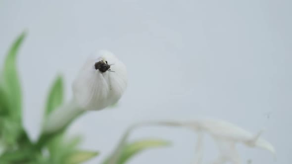 Bee Gets Out of the Flower in Slowmotion