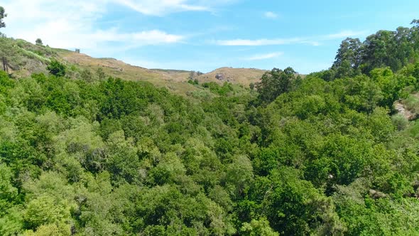 Lush Forest Mountain Aerial Fly Over alt