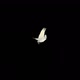 Umbrella Cockatoo - White Parrot - Flying Around - Transparent Loop - VideoHive Item for Sale