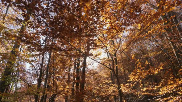 Autumn trees in the forest alt
