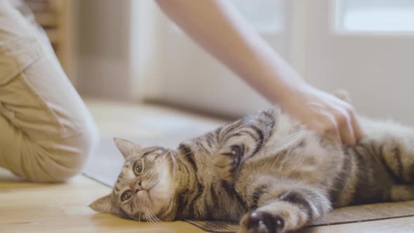 Kid Pets Relaxed Furry Tabby Cat alt