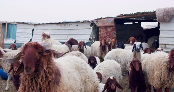 sheep staring at the camera in confusion with a background of many other sheep behind them