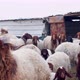 sheep staring at the camera in confusion with a background of many other sheep behind them - VideoHive Item for Sale