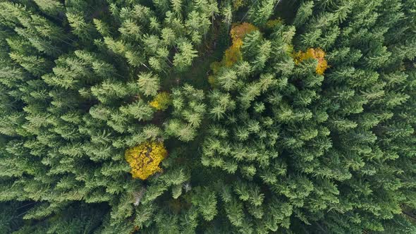 Green Forest Background, Flying Above Evergreen Woods of Spruce Trees, There Are Some Other Yellowed