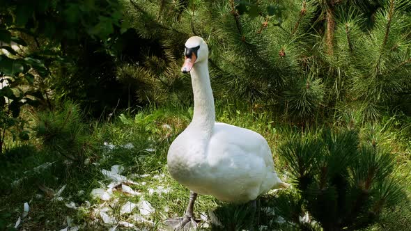 A beautiful white swan sits on the grass. A large white bird swims in the pond.
