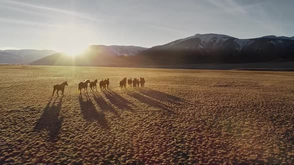 Wild Horses Running alt